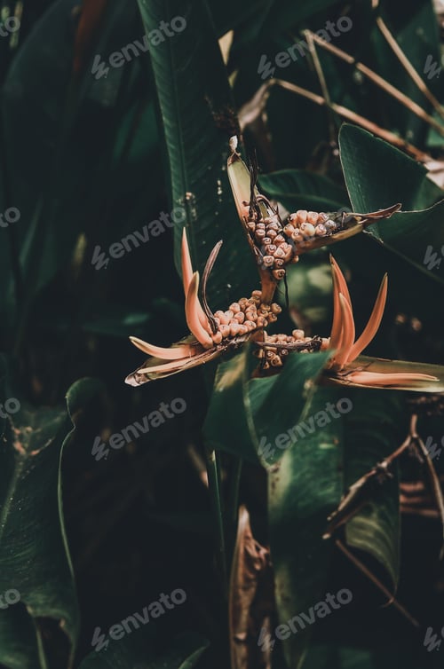 Preview: Vibrant orange flower on a lush green plant surrounded by other verdant leaves