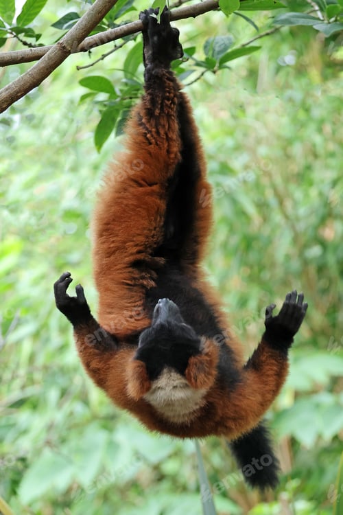 Preview: Red ruffed lemur (Varecia rubra)