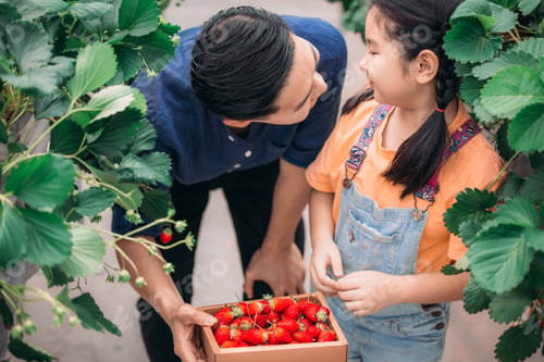 Preview: Asian father and daughter gather strawberries at indoor farm. Picking, sharing, enjoying every bite