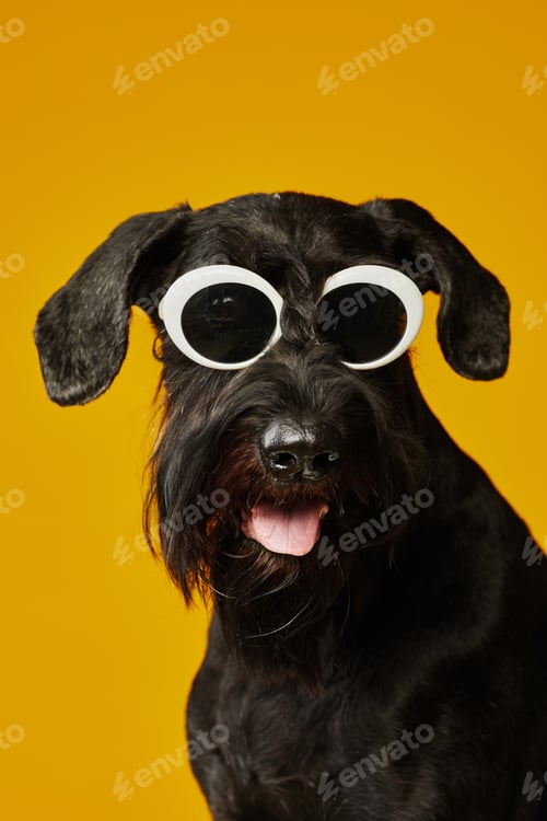 Preview: Dog in sunglasses at summer vacation