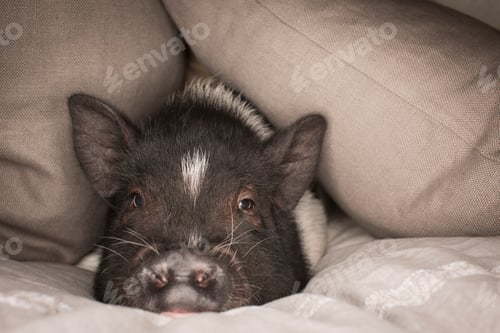 Preview: A mini pot bellied pig lying under the covers of a bed.