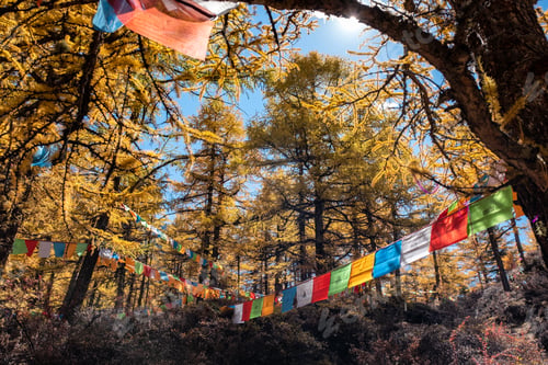 Preview: Sunlight shining in golden pine forest with colorful flags prayer flying