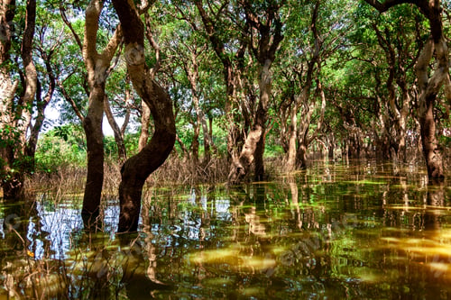 Preview: Kampong Phluk village during drought season. Life, work of residents of Cambodian village on water
