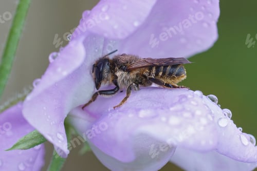 Preview: A female of the banded mud bee, Megachile ericetorum
