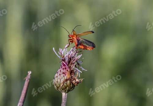 Preview: Bug starts to flybfrom the flower