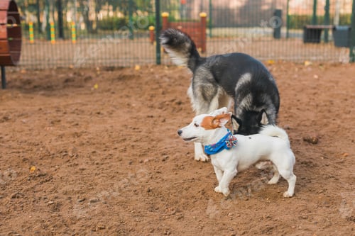 Preview: Dog jack russell terrier and husky funny playing together outdoors in dogs playground at sunny