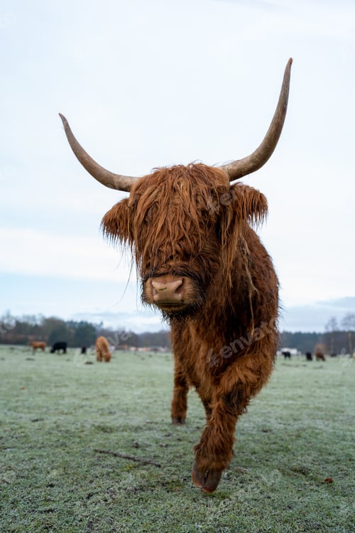 Preview: Scottish Higlander Calf Cattle on a field ecological farm