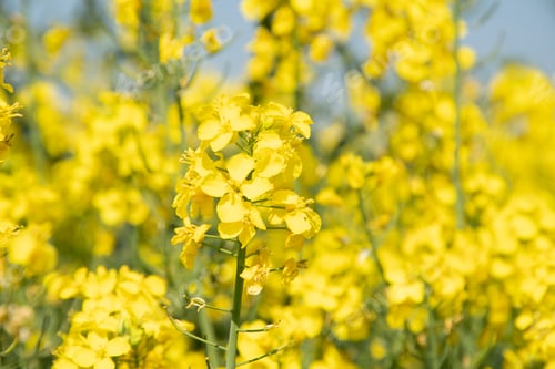 Preview: bright yellow field of blooming rapeseed sunny spring day, natural background
