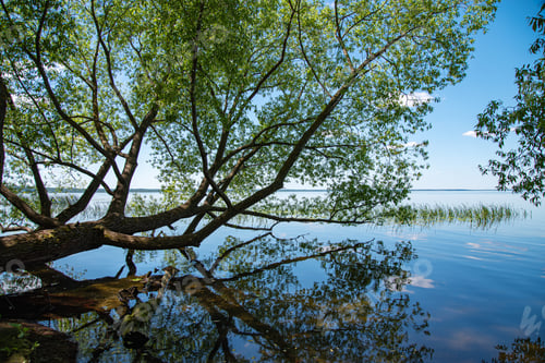 Preview: summer landscape on the lake with trees and reflection. The concept of domestic tourism