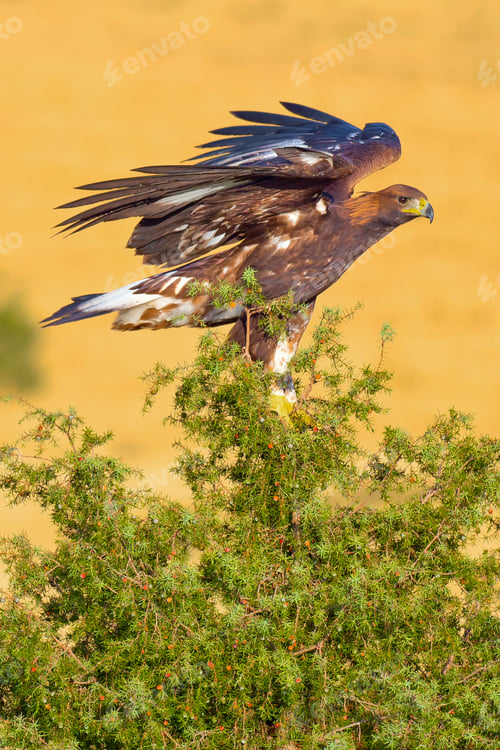 Preview: Golden Eagle, Mediterranean Forest, Spain