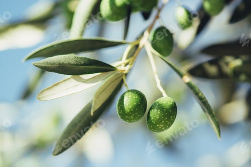 Preview: Ripe green olive fruit on branch in organic orchard