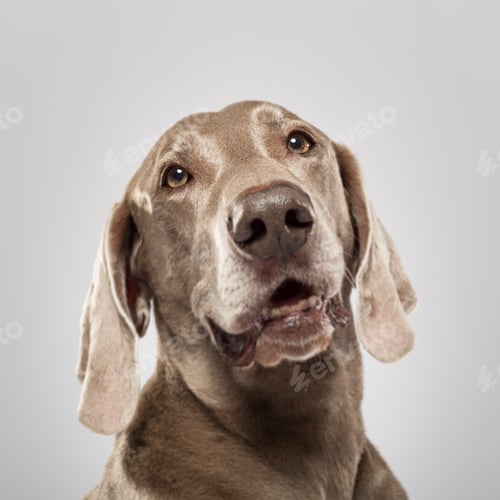 Preview: Studio portrait of an expressive Weimaraner dog