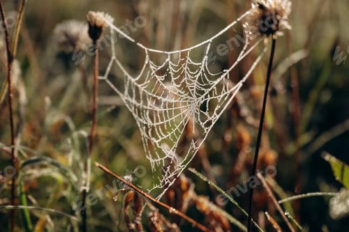 Preview: Spider web on the grass, close up view