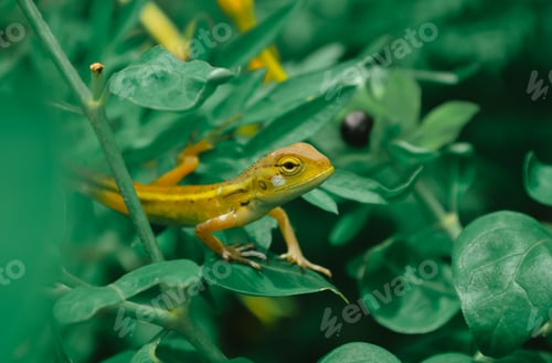 Preview: Reptile