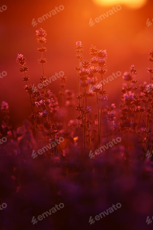 Preview: close up of bushes lavender blooming scented fields on sunset. lavender purple aromatic flowers a