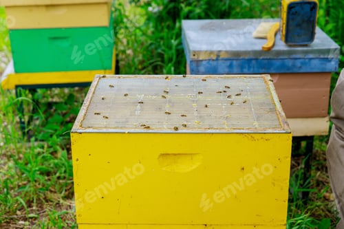 Preview: Elderly beekeeper works on prepares the hive to review the life of the bee family