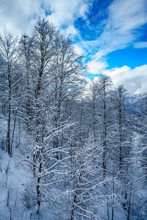 Preview: winter panorama of mountain forest with snow covered fir trees