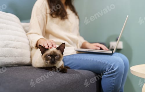 Preview: woman working from home with cat. cat asleep on the laptop keyboard. assistant cat working at Laptop