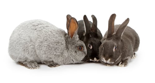 Preview: Three Rabbits of Different Colors