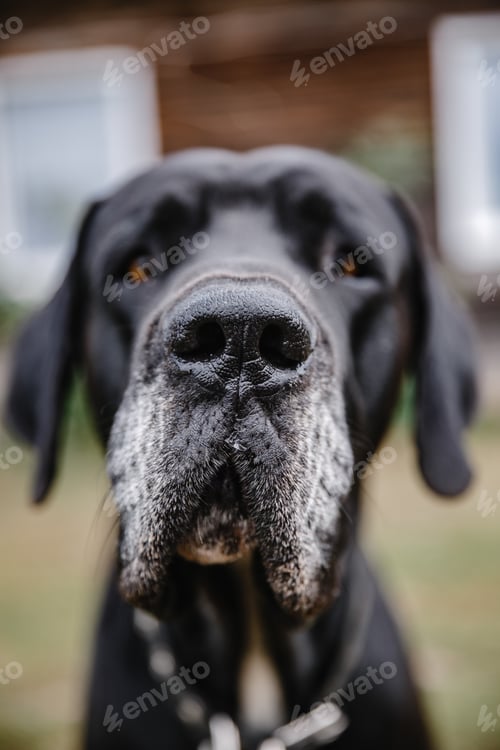 Preview: Closeup shot of an adorable black dog on blurred background
