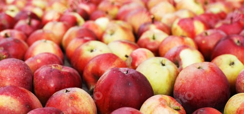Preview: Many Fresh red apples background. harvest concept.