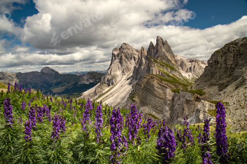 Preview: Wild flowers on Seceda mountain in the Italian Dolimites of the Alps