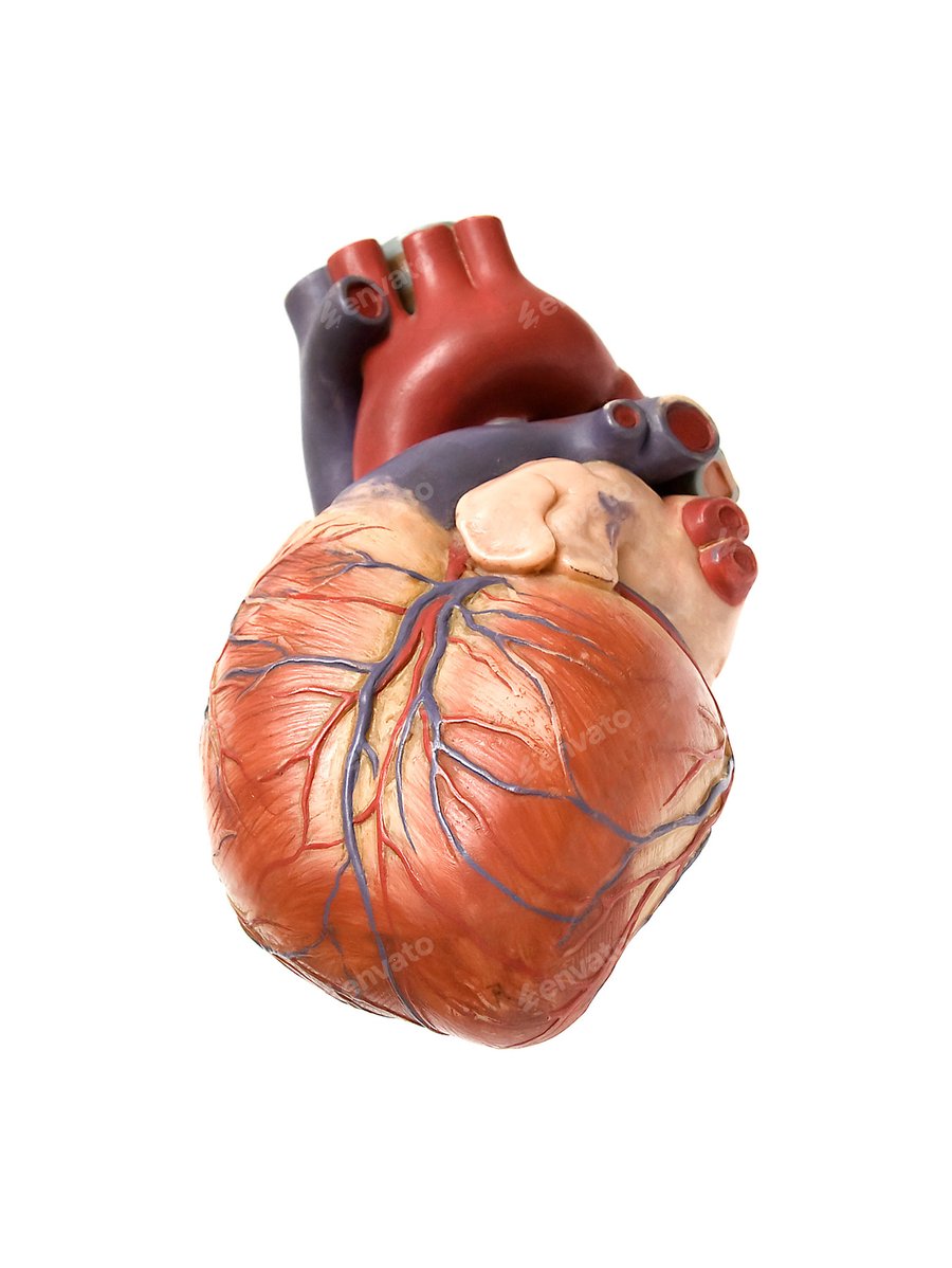 Cover for heart artificial