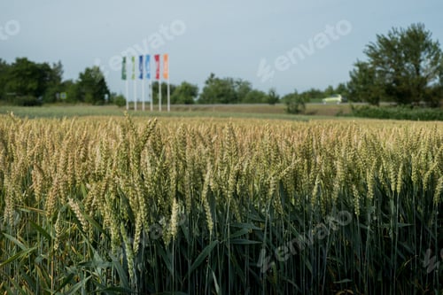 Preview: plantations of various types of grain crops, patches of ripe fields with blue skies