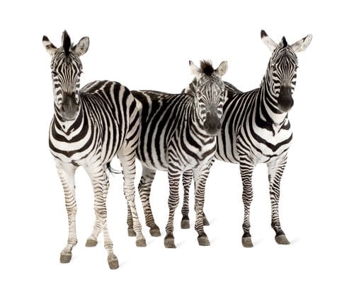 Preview: Zebra
