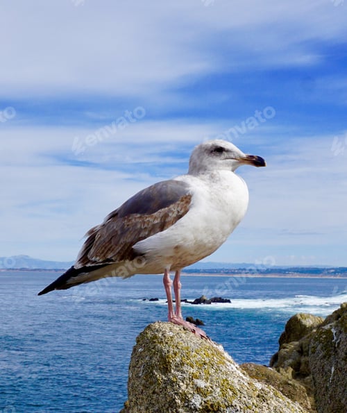 Preview: A seagull on a rock with a Pacific ocean view