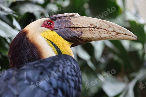 Preview: Wreathed Hornbill Rhyticeros undulatus in wild
