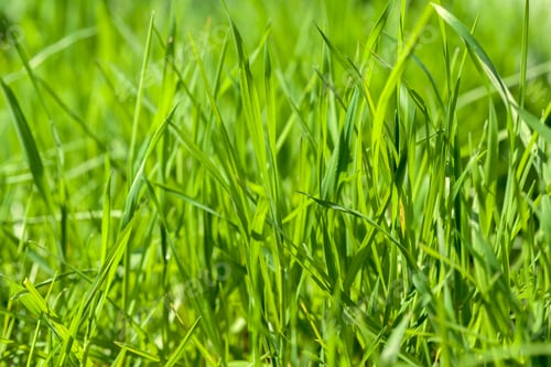 Preview: Background of green grass on a summer day