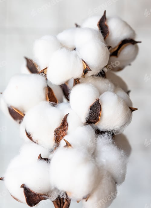 Preview: White fluffy cotton flowers on light concrete background. Delicate light background.