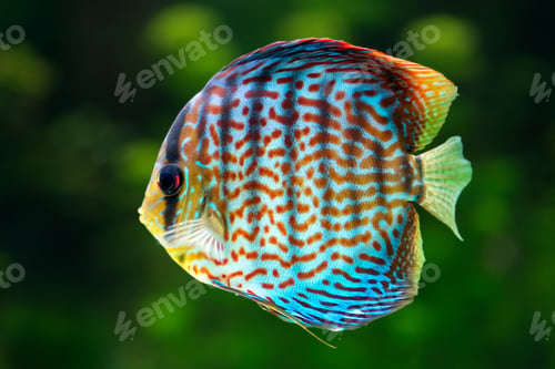 Preview: Discus, tropical decorative fish