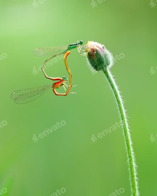 Dragonflies Mating on a Budding Green Plant