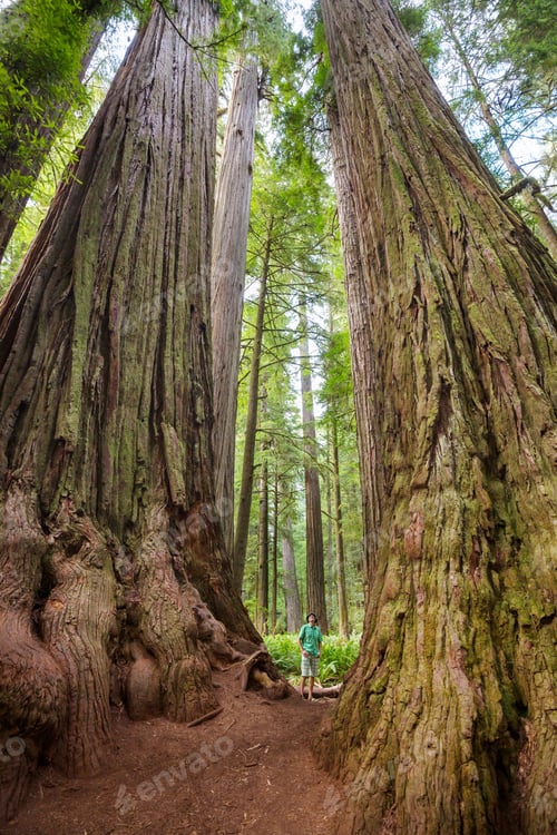 Preview: Sequoia