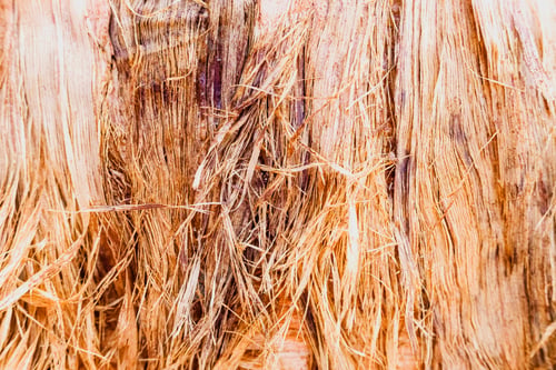 Preview: Close-up of a tree bark, natural texture for background use.