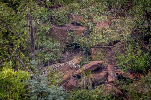 Preview: Leopard laying down on a rock.