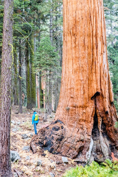 Preview: Tourist With Backpack Hiking In Sequoia National Park. California, United States.