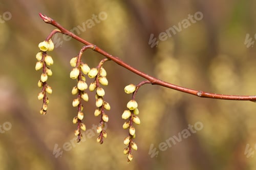 Preview: Yellow Hanging Flowers