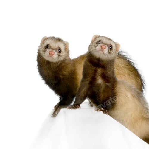 Preview: Ferret
