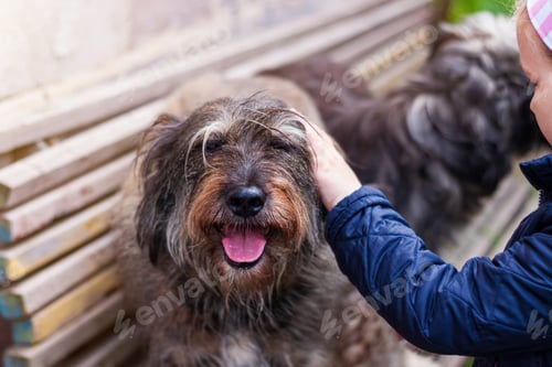 Preview: Little girl combing a dog outside Long shedding dogs coat on comb Excess seasonal canine hair loss