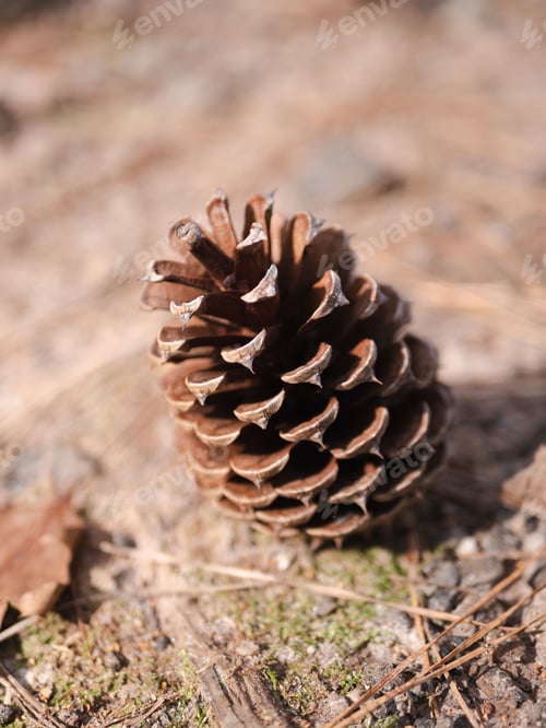 Preview: A Lonely Brown Pinecone