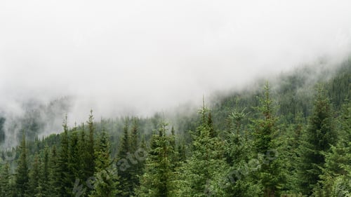 Preview: Beautiful morning panorama of forest covered by low clouds. Autumn fog on the mountain hills.