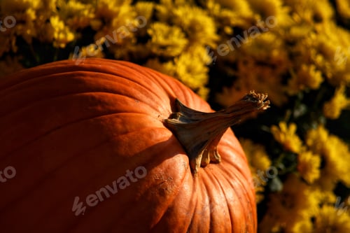Preview: Orange pumpkin with yellow mums in background