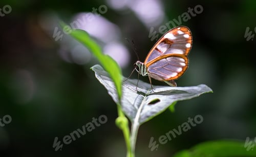 Preview: White-spotted Glasswing Butterfly in Costa Rica