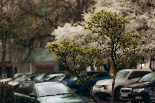 Preview: a small tree that blooms in the city under the rain
