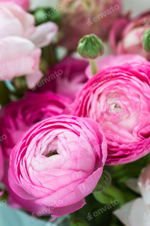 Preview: Close-Up of Pink Ranunculus Flowers