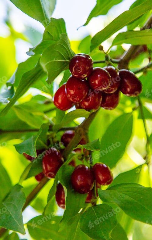 Preview: harvest of dogwood berries on the tree. Selective focus.