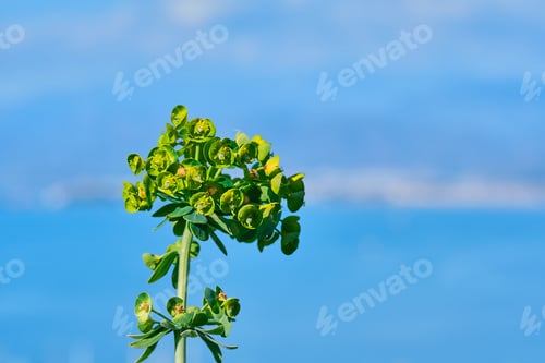 Preview: Spring flowers in the mountains against the background of the sea